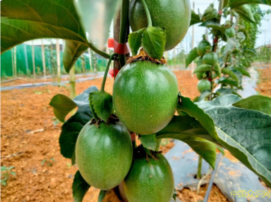 蒙思伟:让南充当地百香果走进千家万户