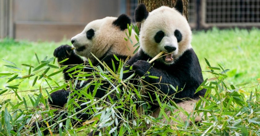 熊猫归来!“宝力”和“青宝”即将抵达华盛顿国家动物园