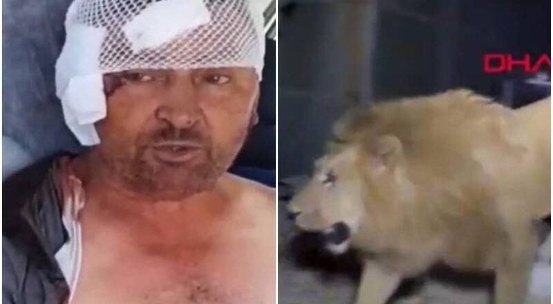 狮子凌晨脱逃袭人！ 土耳其农夫遭扑咬 搏命20分钟掐喉才脱困