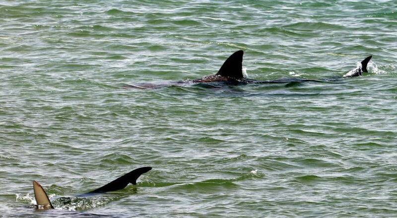 今年第2起案例  佛州衝浪者遭鯊魚攻擊