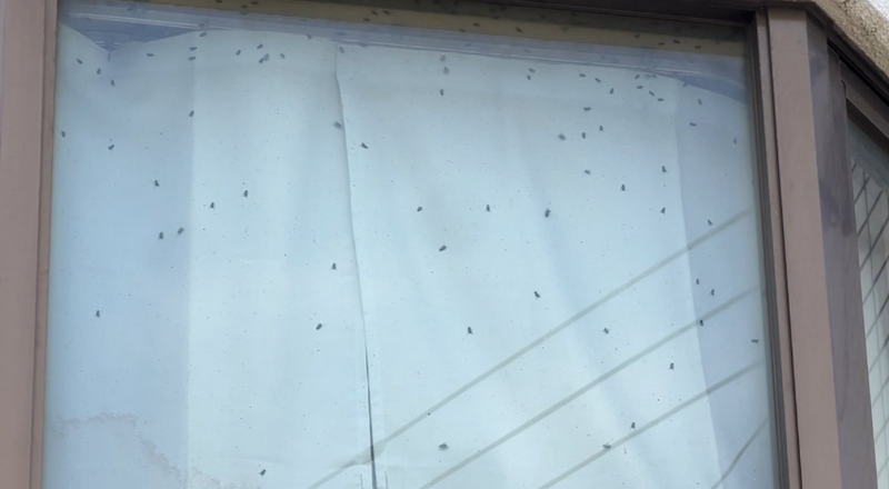 悚！看到邻居窗户爬满苍蝇察觉有异 报警惊见「孤独死」