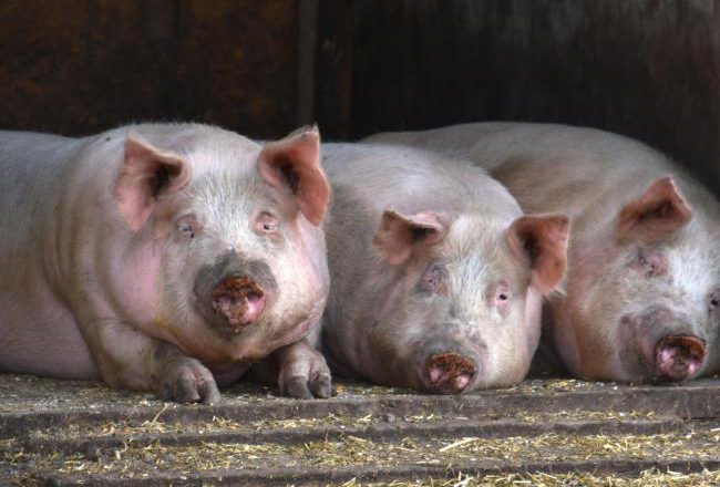 萬般無奈 這國對中國豬肉出口全面喊停